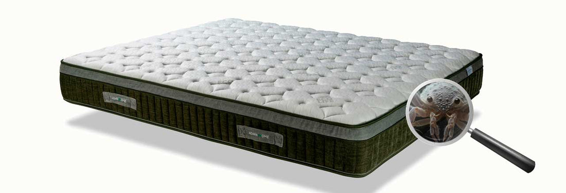 Los ácaros : ¿Por qué viven en los colchones y cómo eliminarlos?